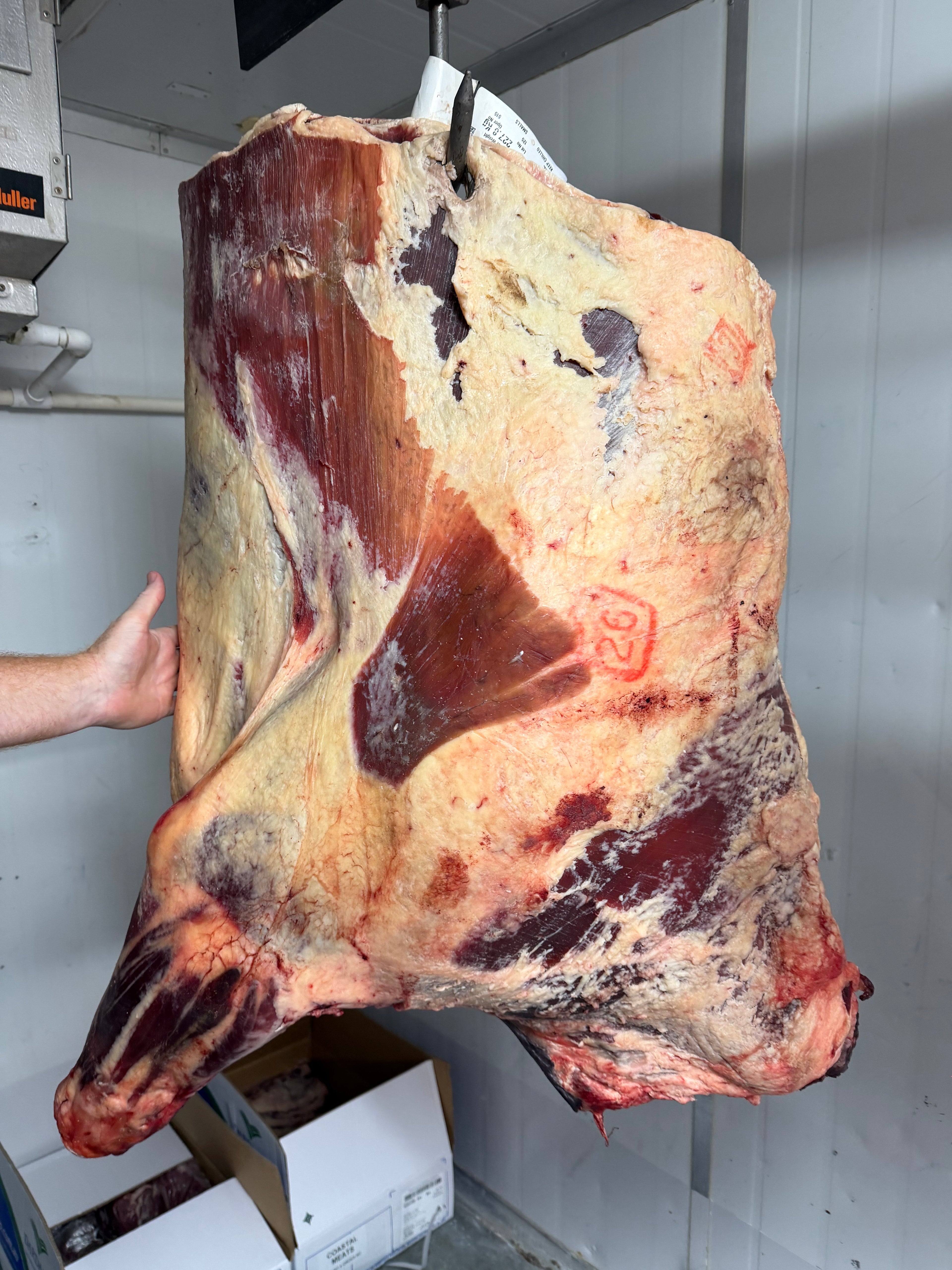 Forequarter of Beef