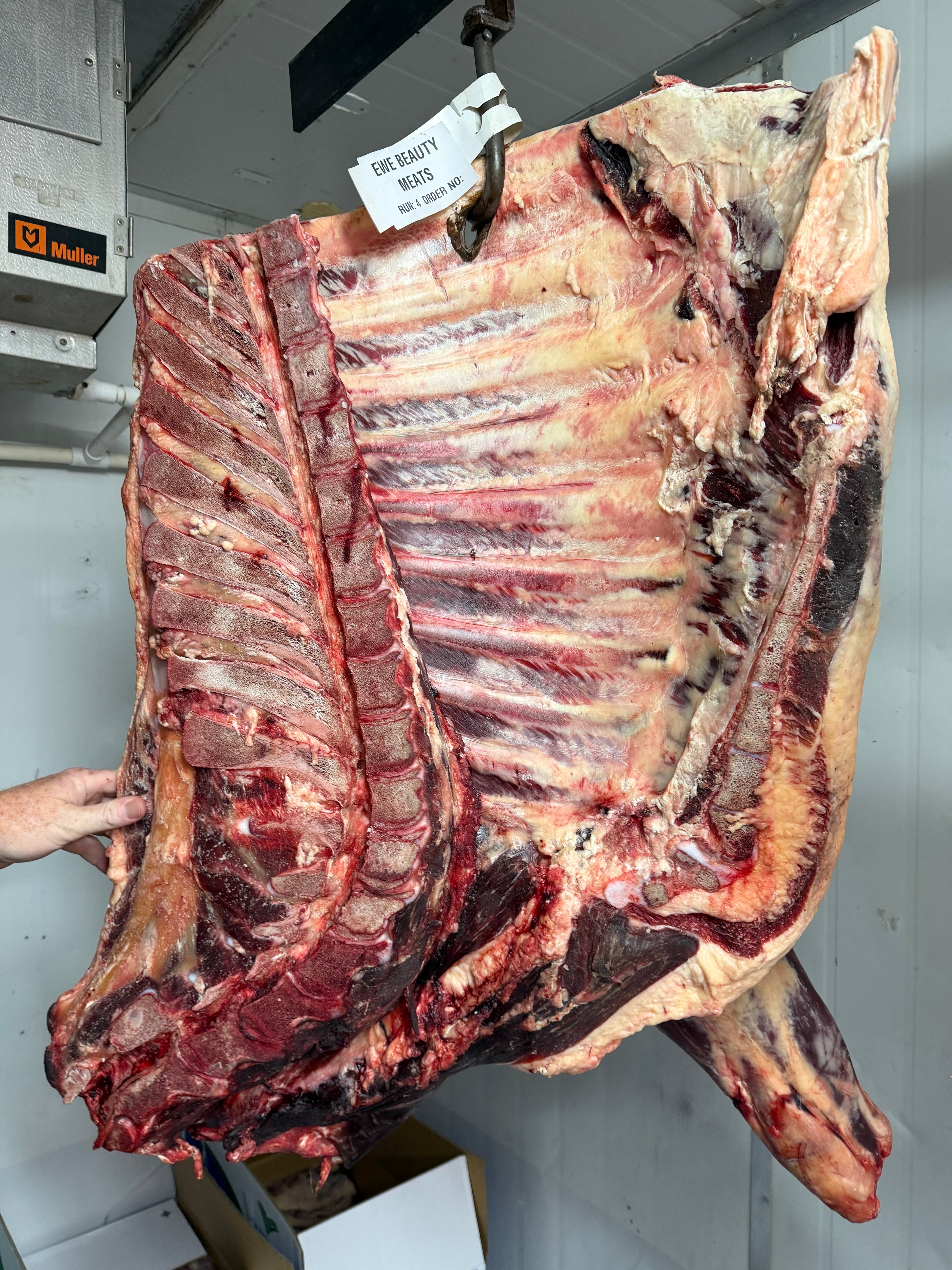 Forequarter of Beef
